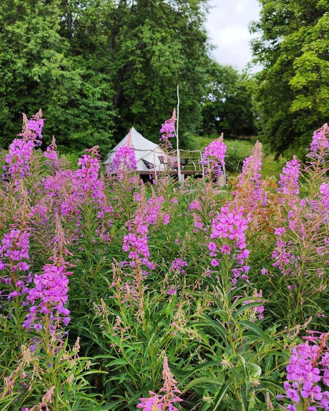 Mereaeaere Glamping Ja Rannamaja Liimala Экстерьер фото